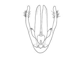   Osmia excavata  male, diagram showing dorsal view of genitalia, diagram modified from Wu 2006 
